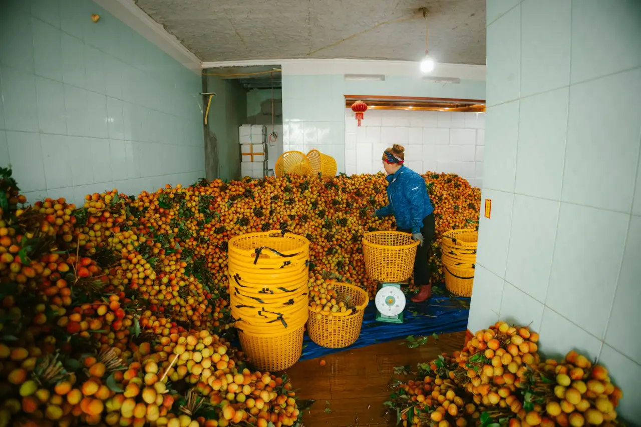 媞芙妮商业运营管理体系在辽宁区域的应用实践分析