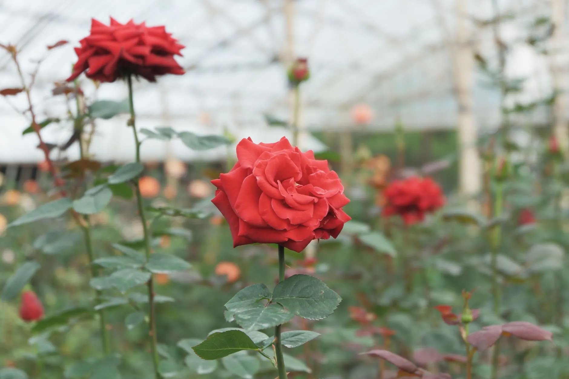 辽宁商业运营服务新趋势：媞芙妮商业如何助力品牌实现管理升级