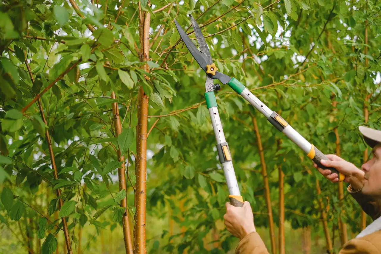辽宁商业运营管理新趋势：媞芙妮模式下的品牌价值提升路径